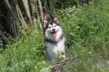 CHIEN FINNOIS DE LAPONIE 115